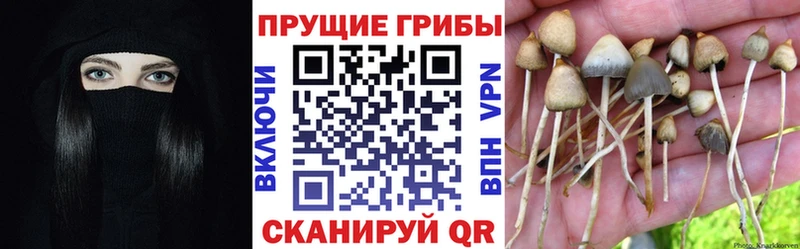 Галлюциногенные грибы Psilocybine cubensis Ступино